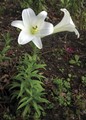 Easter Lily (White Trumped) FES
